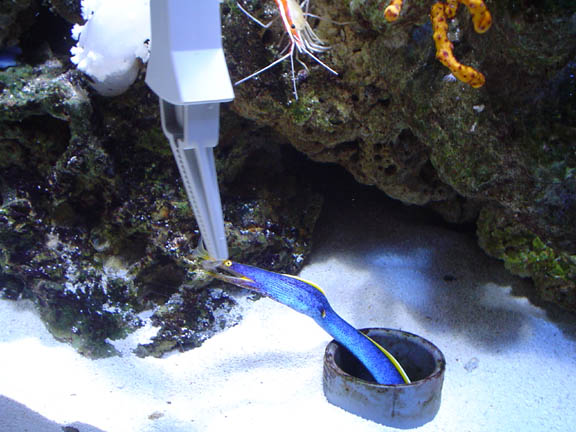 Blue ribbon eel on sale care