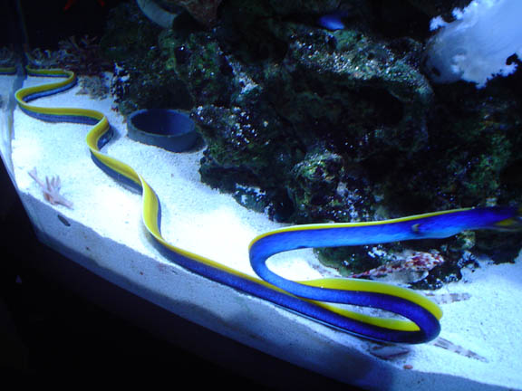 Freshwater Snowflake Eel Diets